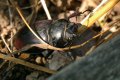lucanus cervus femelle _le cerf volant 1